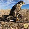 Image 4 : 2-DAY/2-NIGHT UPLAND BIRD HUNT W/LICENSED FALCONER FOR TWO HUNTERS