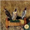 Image 5 : 2-DAY/2-NIGHT UPLAND BIRD HUNT W/LICENSED FALCONER FOR TWO HUNTERS