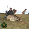 Image 2 : 4-DAY MOUFLON OR FALLOW DEER FOR 1 HUNTER & 1 NON-HUNTER