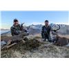 Image 1 : 5-DAY/6-NIGHT KODIAK SITKA BLACKTAIL DEER, SEA DUCK AND FOX COMBO HUNT FOR 2 HUNTERS