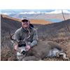 Image 2 : 5-DAY/6-NIGHT KODIAK SITKA BLACKTAIL DEER, SEA DUCK AND FOX COMBO HUNT FOR 2 HUNTERS