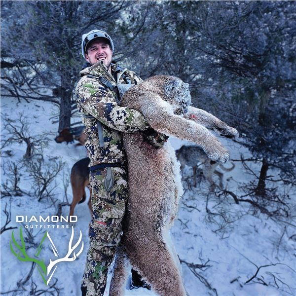 5-DAY ARIZONA MOUNTAIN LION HUNT WITH HOUNDS FOR 1 HUNTER