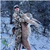 5-DAY ARIZONA MOUNTAIN LION HUNT WITH HOUNDS FOR 1 HUNTER