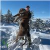 Image 3 : 5-DAY ARIZONA MOUNTAIN LION HUNT WITH HOUNDS FOR 1 HUNTER