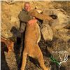 Image 4 : 5-DAY ARIZONA MOUNTAIN LION HUNT WITH HOUNDS FOR 1 HUNTER
