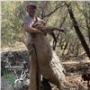 Image 5 : 5-DAY ARIZONA MOUNTAIN LION HUNT WITH HOUNDS FOR 1 HUNTER