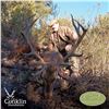 Image 1 : 5-DAY IBERIAN MOUFLON SHEEP/IBERIAN RED DEER OR FALLOW DEER FOR 2 HUNTERS & 2 NON-HUNTERS