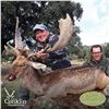Image 2 : 5-DAY IBERIAN MOUFLON SHEEP/IBERIAN RED DEER OR FALLOW DEER FOR 2 HUNTERS & 2 NON-HUNTERS