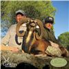 Image 4 : 5-DAY IBERIAN MOUFLON SHEEP/IBERIAN RED DEER OR FALLOW DEER FOR 2 HUNTERS & 2 NON-HUNTERS