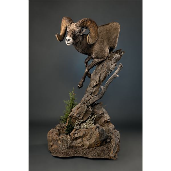 LIFE-SIZE WILD SHEEP MOUNT W/HABITAT AND WOOD BASE