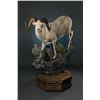 Image 2 : LIFE-SIZE WILD SHEEP MOUNT W/HABITAT AND WOOD BASE