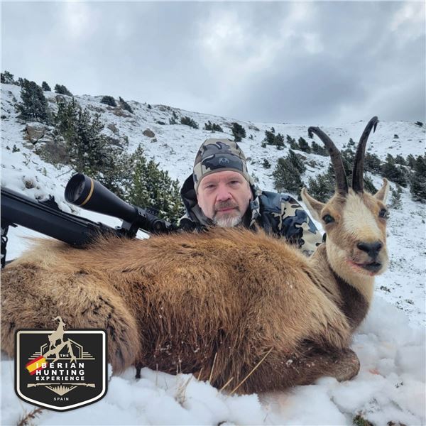 4 - DAY PYRENEAN CHAMOIS OR MOUFLON HUNT FOR 2 HUNTERS AND 2 NON-HUNTERS