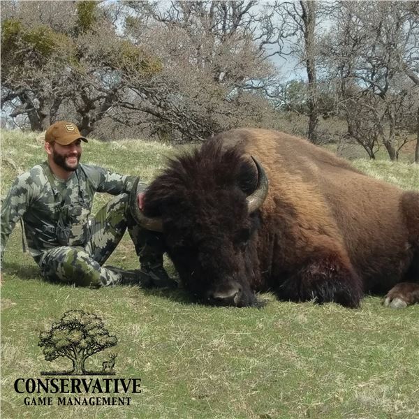 5-DAY TROPHY BISON HUNT FOR 1 HUNTER IN CALIFORNIA