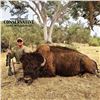 Image 3 : 5-DAY TROPHY BISON HUNT FOR 1 HUNTER IN CALIFORNIA