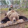 Image 2 : ALASKA AFOGNAK BEAR GOVERNOR’S PERMIT
