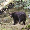 Image 3 : ALASKA AFOGNAK BEAR GOVERNOR’S PERMIT