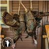 2-DAY OSCEOLA TURKEY, QUAIL AND HOG HUNT FOR 2 HUNTERS IN FLORIDA