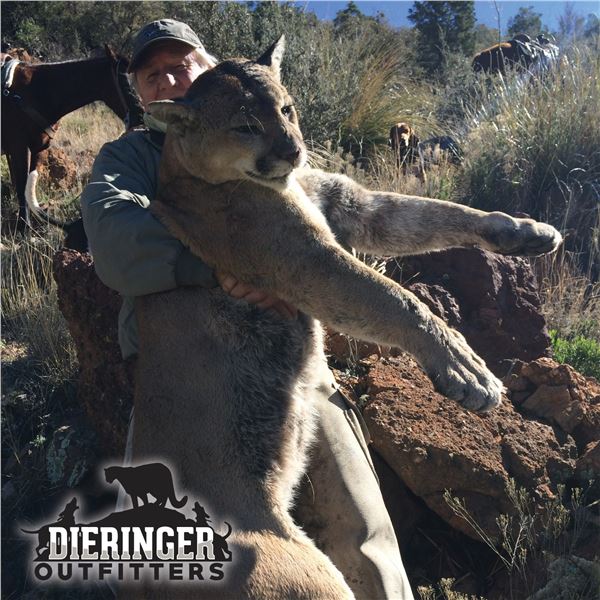 6-DAY MOUNTAIN LION HUNT FOR 1 HUNTER IN ARIZONA