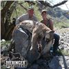 Image 2 : 6-DAY MOUNTAIN LION HUNT FOR 1 HUNTER IN ARIZONA