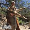 Image 4 : 6-DAY MOUNTAIN LION HUNT FOR 1 HUNTER IN ARIZONA