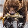 Image 1 : 6-DAY LUXURY YACHT BASED WILDLIFE VIEWING TRIP OF ALASKA’S KATMAI PENINSULA FOR 10 PEOPLE