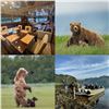 Image 2 : 6-DAY LUXURY YACHT BASED WILDLIFE VIEWING TRIP OF ALASKA’S KATMAI PENINSULA FOR 10 PEOPLE