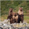 Image 6 : 6-DAY LUXURY YACHT BASED WILDLIFE VIEWING TRIP OF ALASKA’S KATMAI PENINSULA FOR 10 PEOPLE