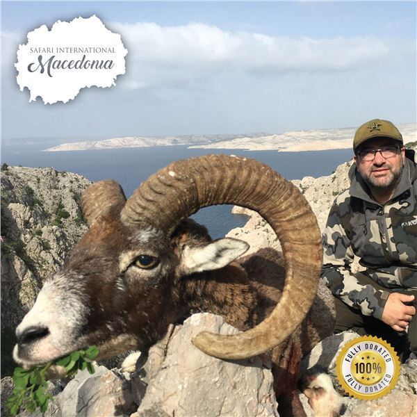 5 - DAY EUROPEAN MOUFLON HUNT FOR 2 HUNTERS IN MACEDONIA