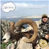 Image 1 : 5 - DAY EUROPEAN MOUFLON HUNT FOR 2 HUNTERS IN MACEDONIA