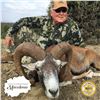 Image 5 : 5 - DAY EUROPEAN MOUFLON HUNT FOR 2 HUNTERS IN MACEDONIA
