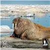 Image 2 : 7-DAY WALRUS ARCTIC ADVENTURE HUNT FOR 1 HUNTER