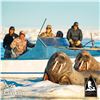 Image 3 : 7-DAY WALRUS ARCTIC ADVENTURE HUNT FOR 1 HUNTER