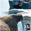 Image 5 : 7-DAY WALRUS ARCTIC ADVENTURE HUNT FOR 1 HUNTER