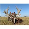 Image 2 : Big Game Hunt in Argentina for up to 4 hunters - 5 days