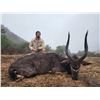 Image 2 : Hunt South Africa with Chumlet Safaris for a Black or Blue Wildebeest and an Impala to be shared by
