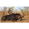 3-DAY ROOSEVELT SABLE HUNT FOR 1 HUNTER IN MOZAMBIQUE  (100% Fully Donated)  CHASSEURS DE MOCAMBIQUE