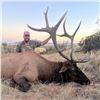 Image 2 : 5 - DAY BULL ELK HUNT IN NEW MEXICO FOR 1 HUNTER AND 1 NON-HUNTER