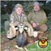 Image 2 : 3-DAY IBERIAN MOUFLON SHEEP HUNT FOR 2 HUNTERS IN SPAIN