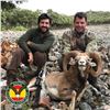 Image 3 : 3-DAY IBERIAN MOUFLON SHEEP HUNT FOR 2 HUNTERS IN SPAIN