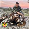 Image 4 : 3-DAY IBERIAN MOUFLON SHEEP HUNT FOR 2 HUNTERS IN SPAIN