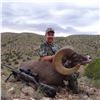 Image 2 : NEW MEXICO DESERT BIGHORN SHEEP