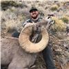 Image 4 : NEW MEXICO DESERT BIGHORN SHEEP