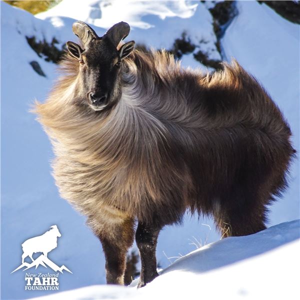 NEW ZEALAND TAHR FOUNDATION