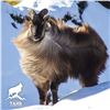NEW ZEALAND TAHR FOUNDATION