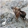 Image 4 : NEW ZEALAND TAHR FOUNDATION