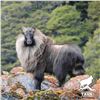 Image 5 : NEW ZEALAND TAHR FOUNDATION