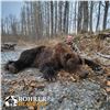 Image 2 : 12 - DAY SPRING KODIAK ISLAND BROWN BEAR HUNT FOR 1 HUNTER
