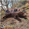 Image 4 : 12 - DAY SPRING KODIAK ISLAND BROWN BEAR HUNT FOR 1 HUNTER