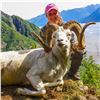 Image 2 : ALASKA CHUGACH DALL’S SHEEP TAG