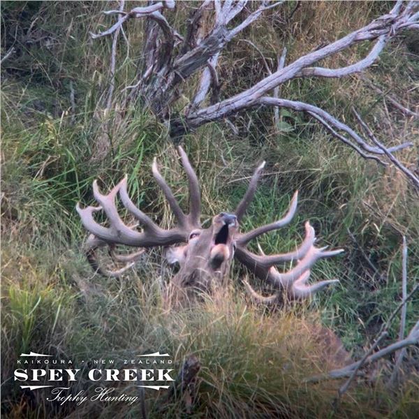 5-DAY NEW ZEALAND RED STAG HUNT FOR 2 HUNTERS AND 2 NON-HUNTERS